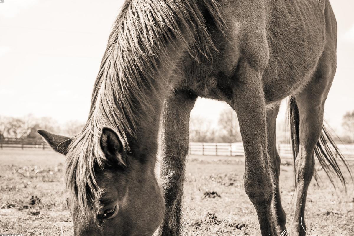 Therapeutic Horseback Riding: A Complete Guide
